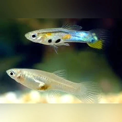 Guppies 5 For $1.89