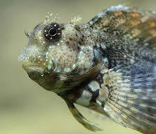 Algae Blenny