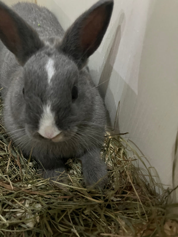 Netherland Dwarf Bunny