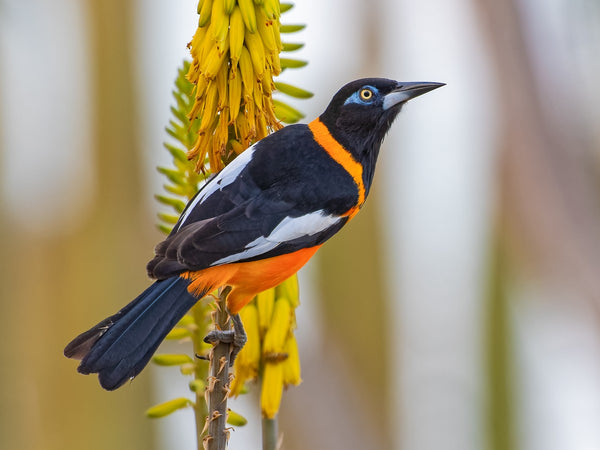 Venezuelan Troupial