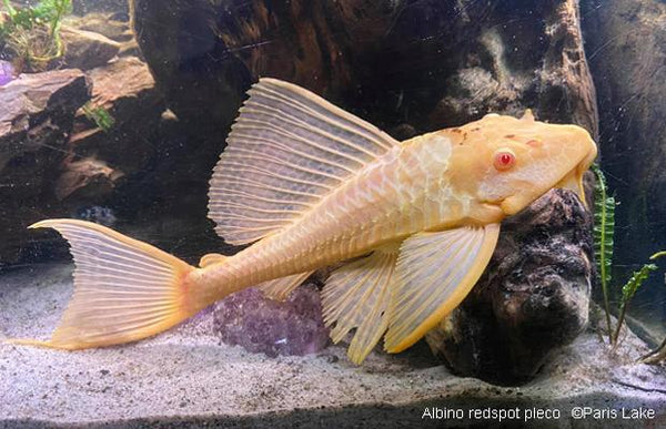 Albino Gibbiceps Pleco