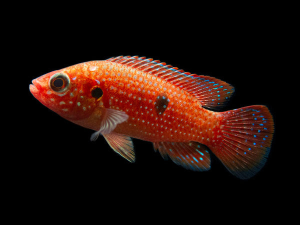 Blood Jewl Cichlid