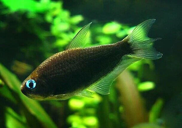 Imperador Negro Tetra