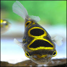 Figure 8 Puffer Fishi