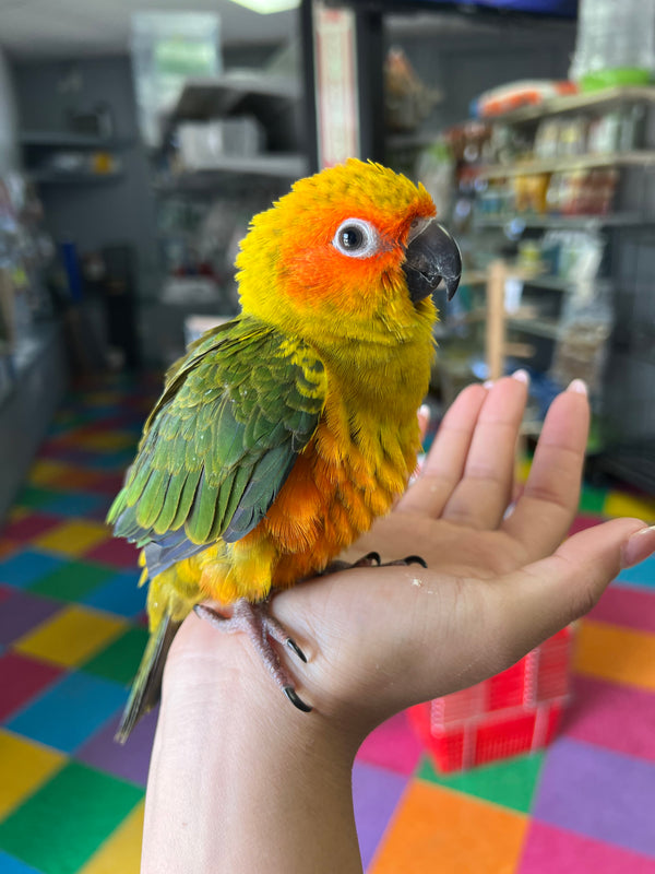 Sun Conure 2 months