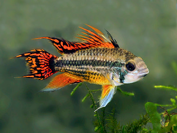 Red Cockatoo Apistogramma Pair