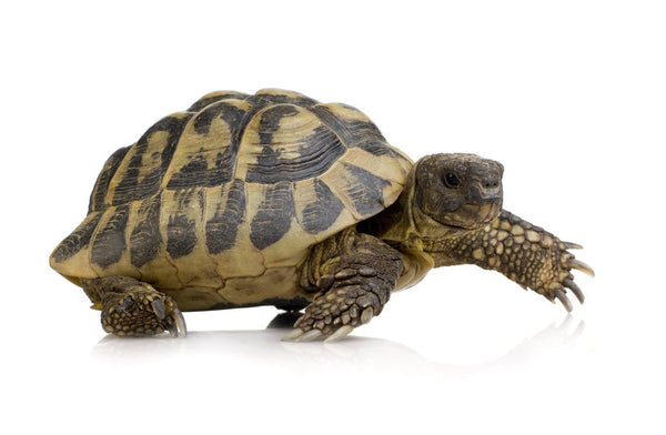 Greek Tortoise