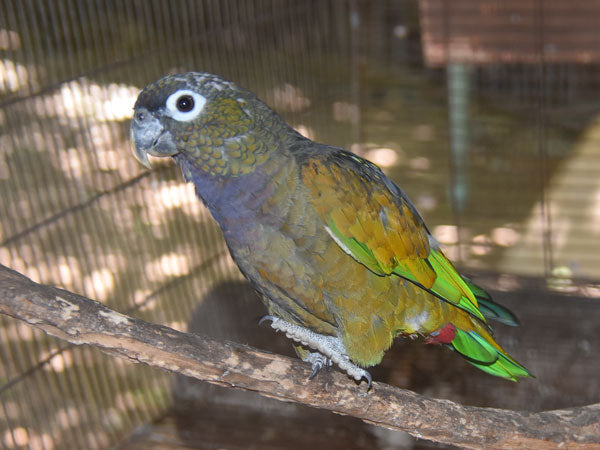 Scaly Headed Parrot