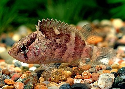 Asian Leaf Fish