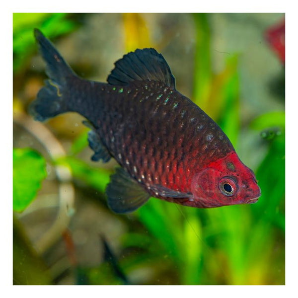 Black Ruby Barb