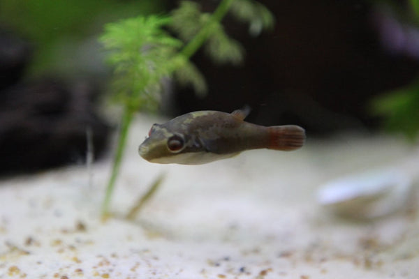 Red Eye  Puffer