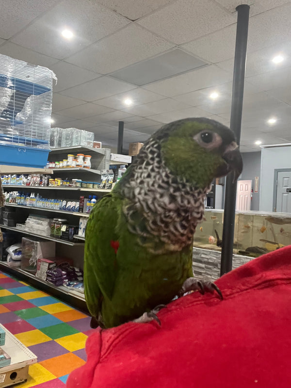 Rock Conure AKA The Black Capped