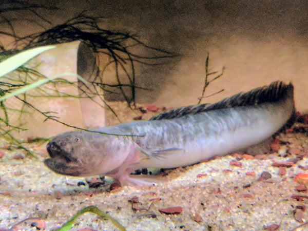 Dragon Goby