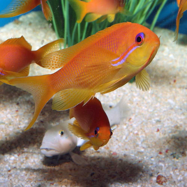 Squamipinnis Anthias Feminino