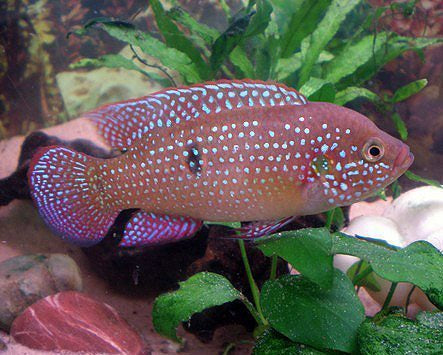 Red Jewel Cichlid