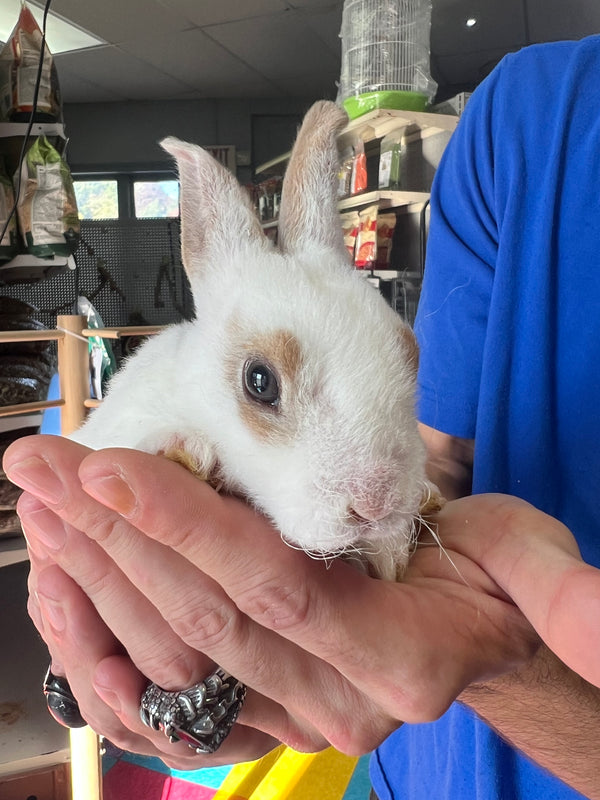 Conejito Rex Mini Lops