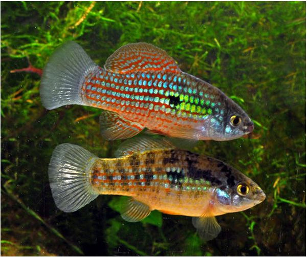 Peixe Bandeira Americana