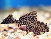 Marble Sailfin Pleco