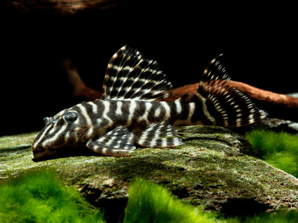 False Zebra pleco