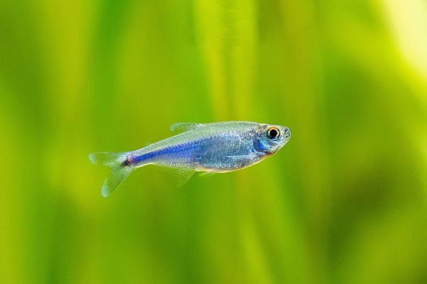 Wild Blue Tetra