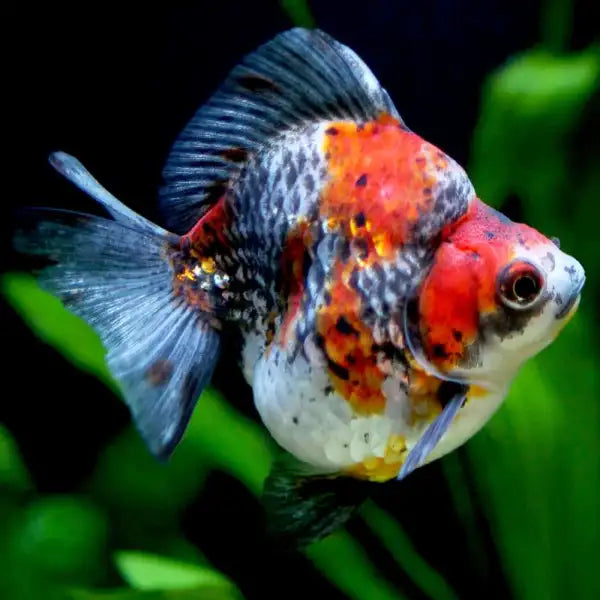 Ryunkin Short-Tail Goldfish SM