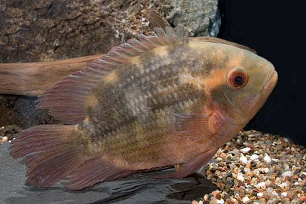 Chocolate Cichlid