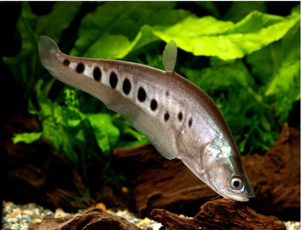 Clown Knifefish