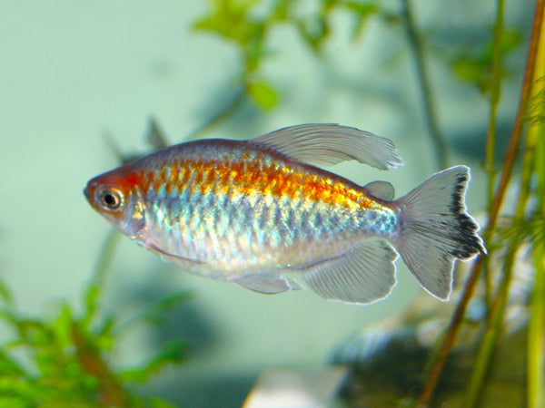 Congo Tetra Male