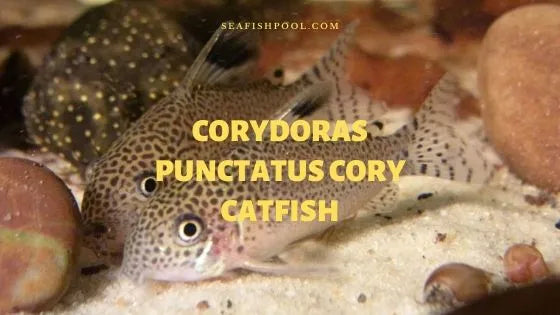 Gato Punctatus Cory