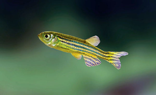 Malabar Danio (Wild India)