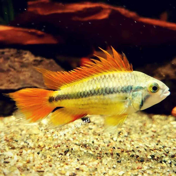 Apistogramma Chama Laranja