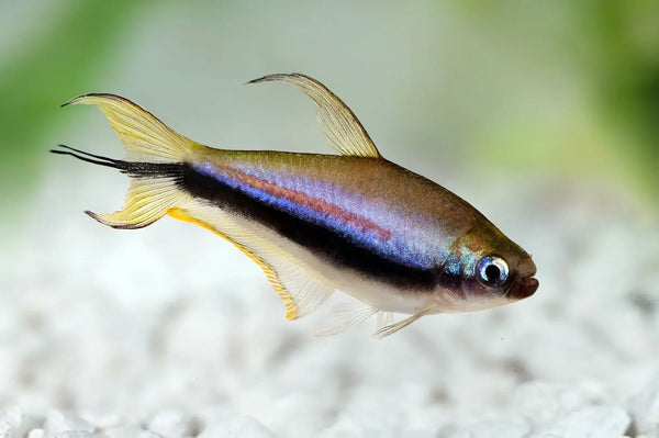 Emperador tetra