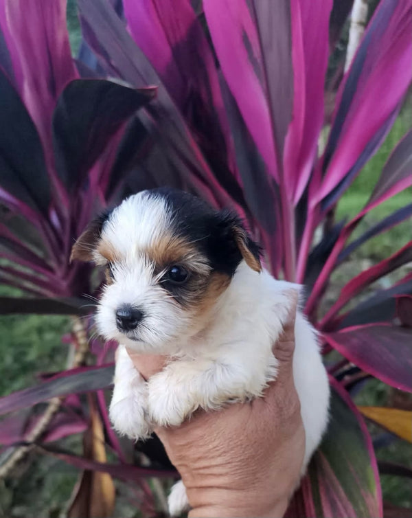 Tri-Color Yorkie- Toby