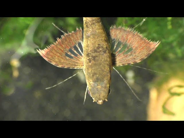 mariposa africana