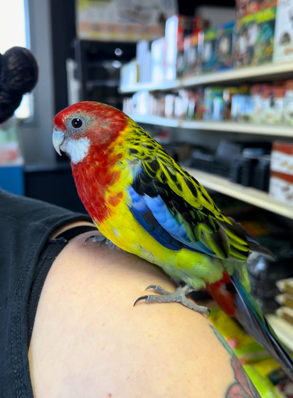 Eastern Rosella Female