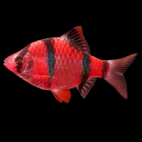 Red Tiger Tetra