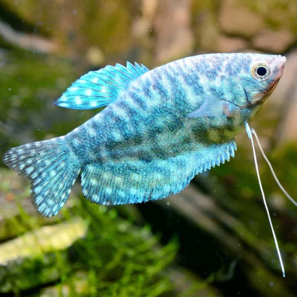 Gourami Blue