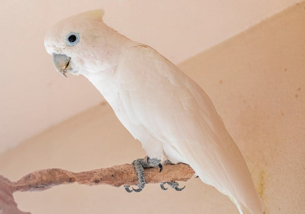 Goffin's Cockatoo