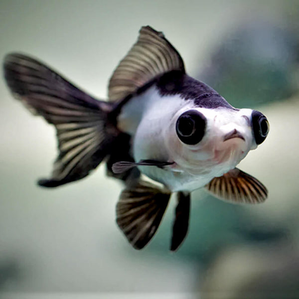 Panda  Butterfly  Goldfish Md