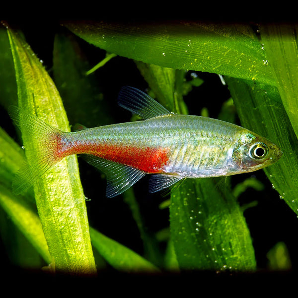 Fogo Verde Tetra