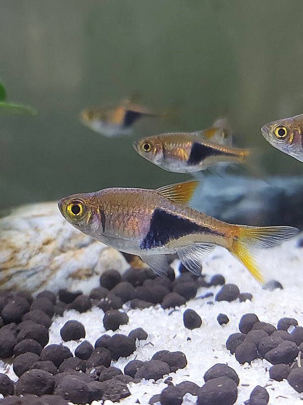 Harlequin Rasbora