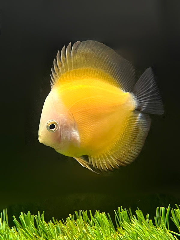 Discus