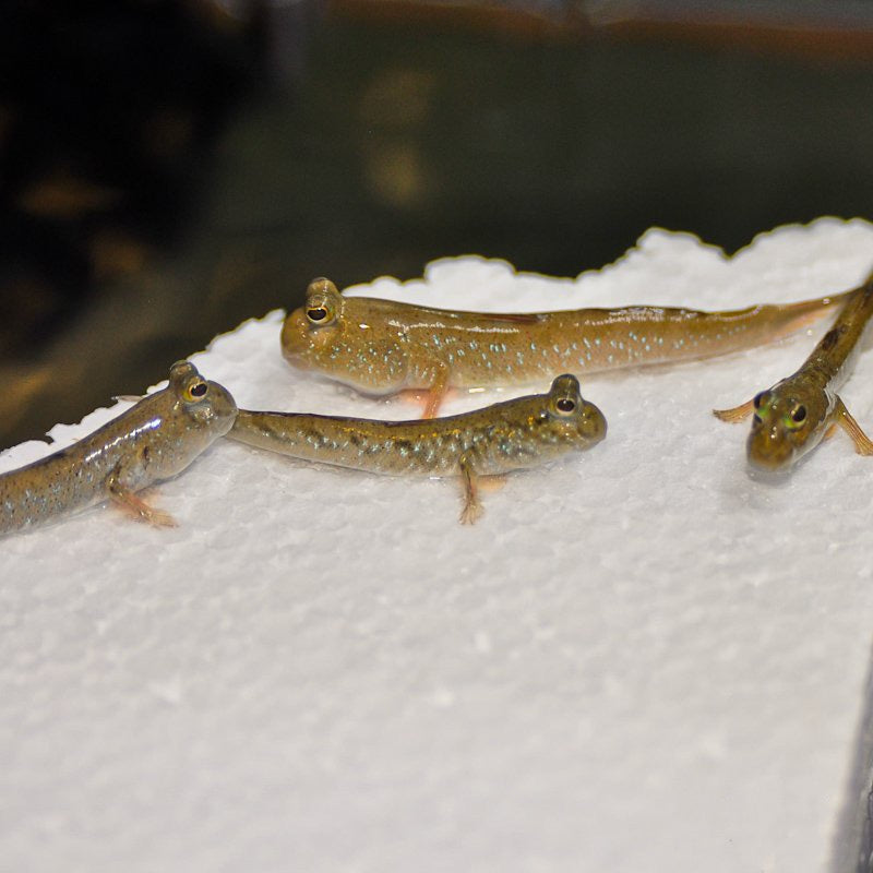 Dwarf Indian Mudskippers – Forest Wonders Pets