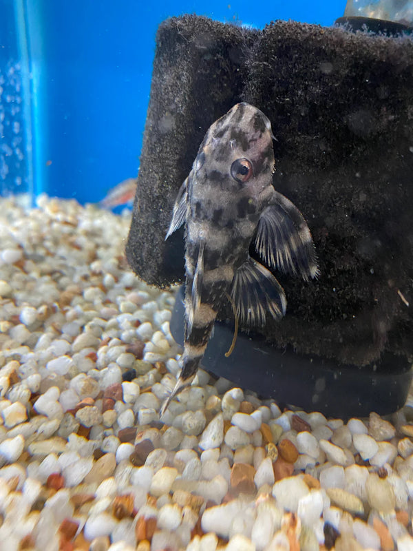 Butterfly Pleco