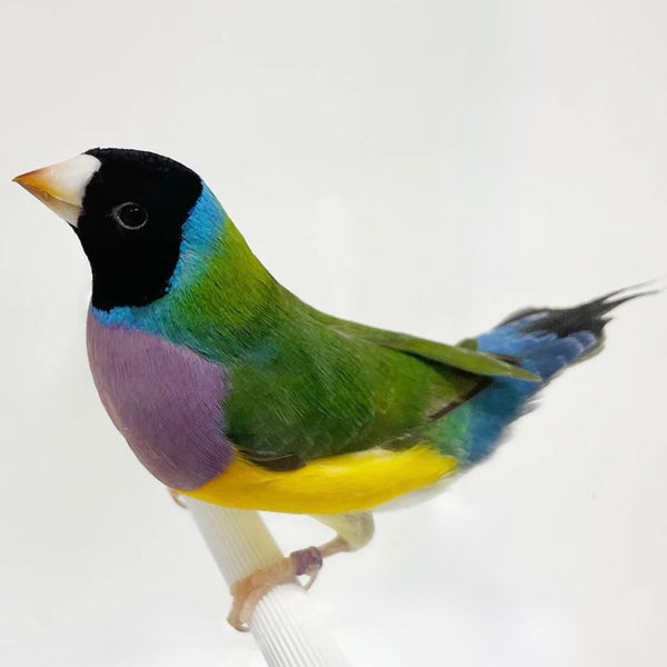 Senhora Cabeça Negra Gouldian Finch