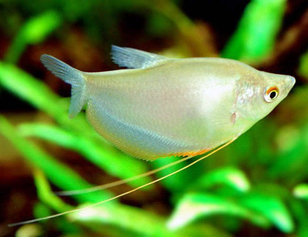 Gourami Moonlight