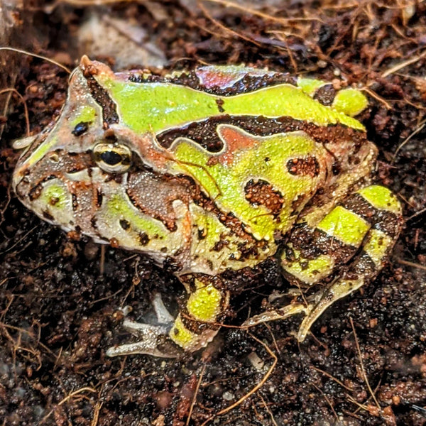 Bi-bi Color Fantasy Horned Frog