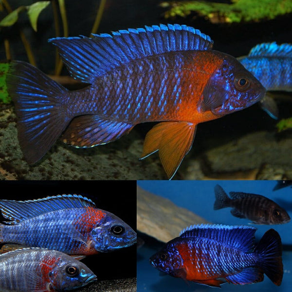 Red Shoulder African Cichlid