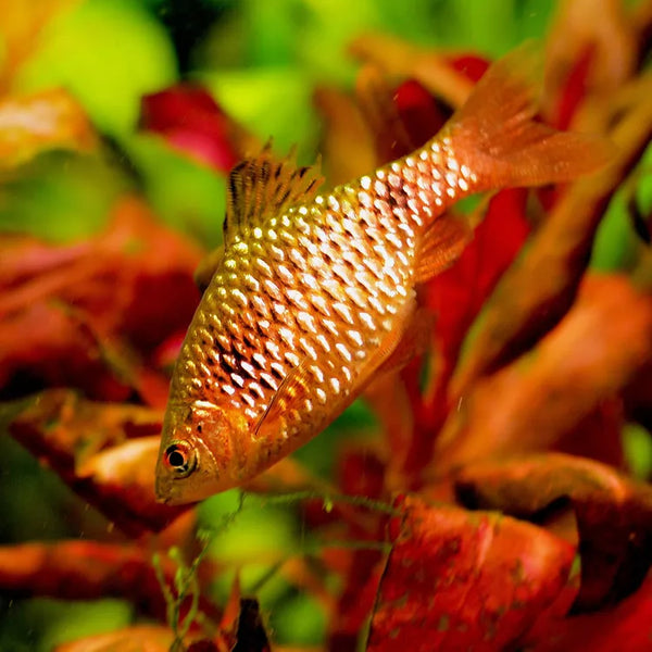 Rosy Highfin Macho Barb