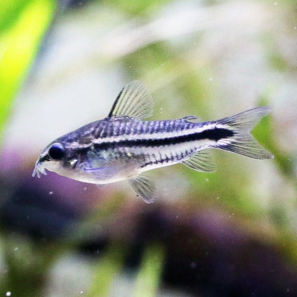 Pygmy Cory Cat (Micro)